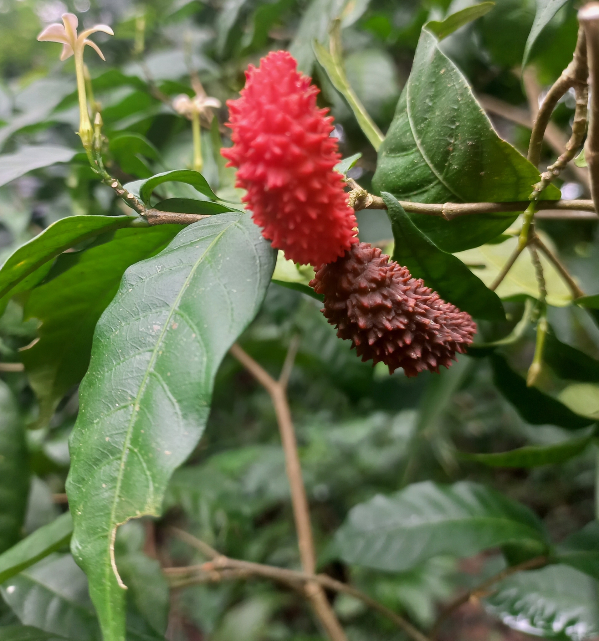 Tabernaemontana heterophylla