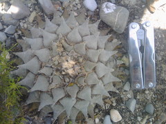 Ariocarpus retusus retusus