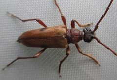 Lepturopsis biforis