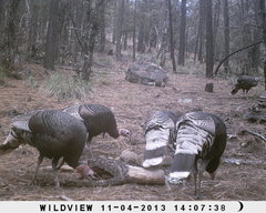 Meleagris gallopavo mexicana
