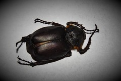 Propomacrus bimucronatus