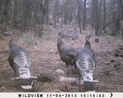 Meleagris gallopavo mexicana