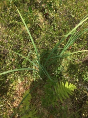 Carex lacustris