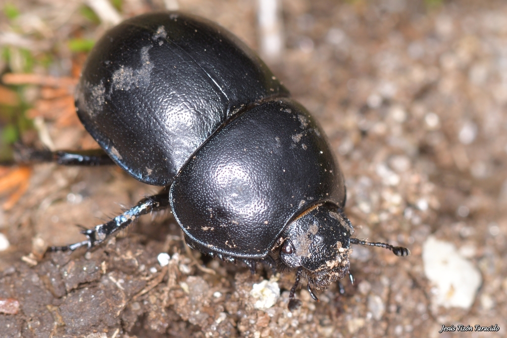 Silphotrupes