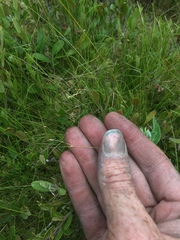 Carex billingsii