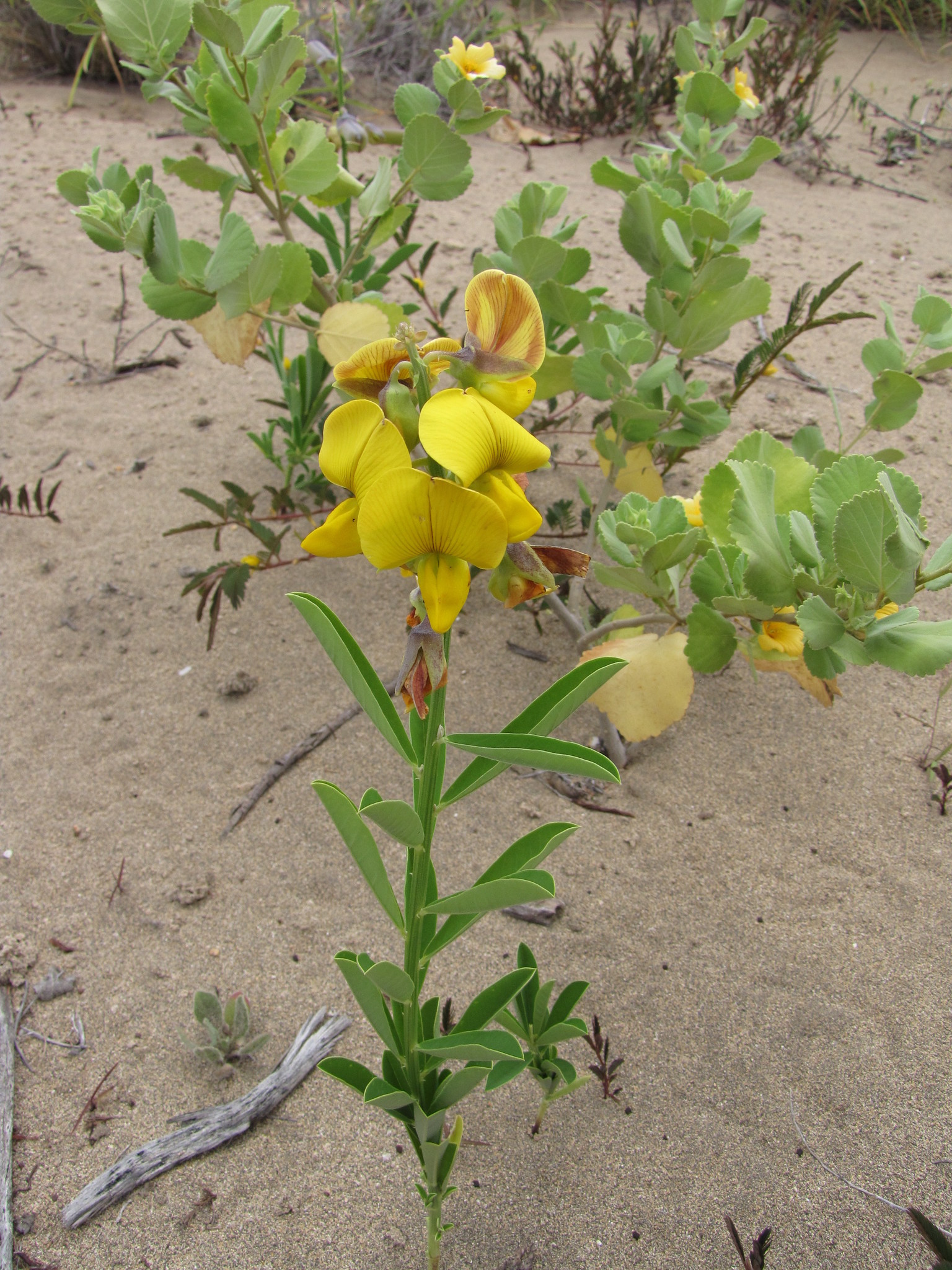 Crotalaria assamica