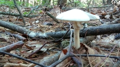 Amanita aestivalis