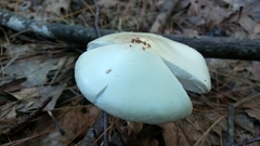 Amanita aestivalis