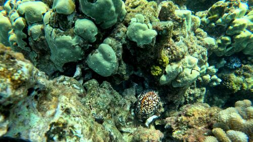 Cypraea tigris observed 2025-03-06
