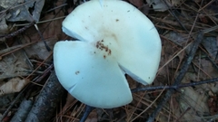 Amanita aestivalis