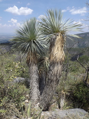 Yucca rostrata