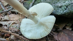 Amanita aestivalis