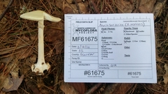 Amanita aestivalis