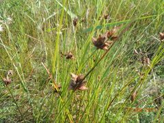 Bolboschoenus planiculmis