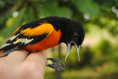 Icterus galbula