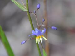 Hemerocallidoideae