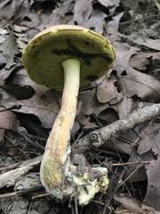 Boletus miniatopallescens