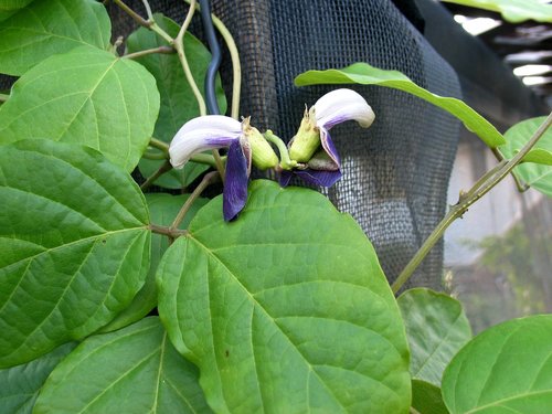 Canavalia napaliensis