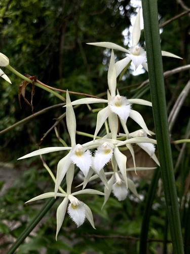 Brassavola