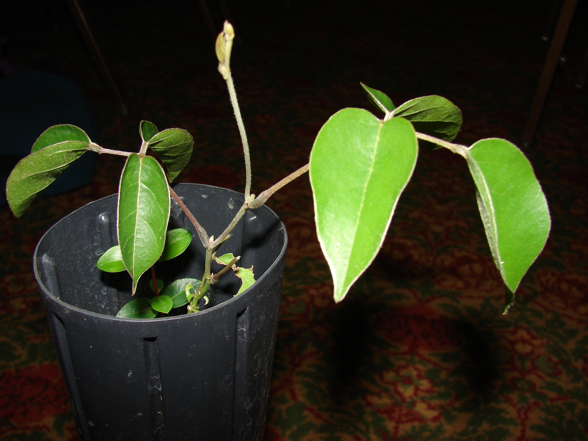Canavalia molokaiensis
