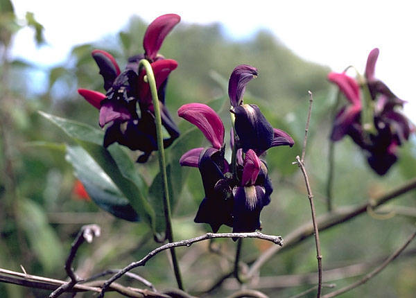 Canavalia kauaiensis