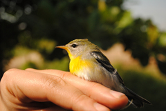 Setophaga americana