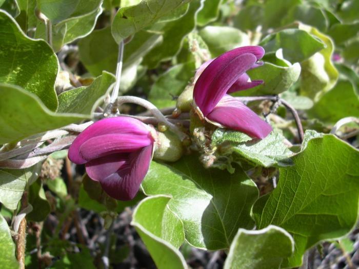 Canavalia pubescens