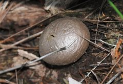Lycoperdon scabrum