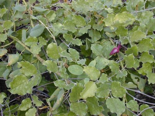 Canavalia pubescens