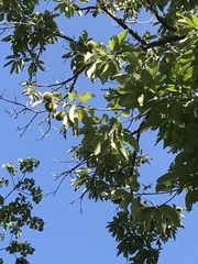 Castanea pumila