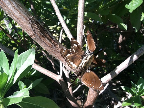 Purple Crow Butterfly