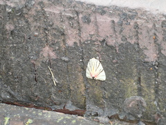 Camptoloma