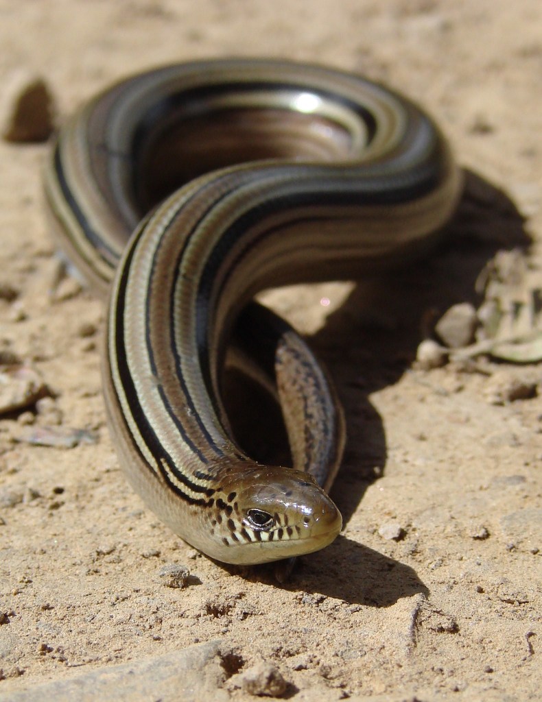 Middle Worm Lizard