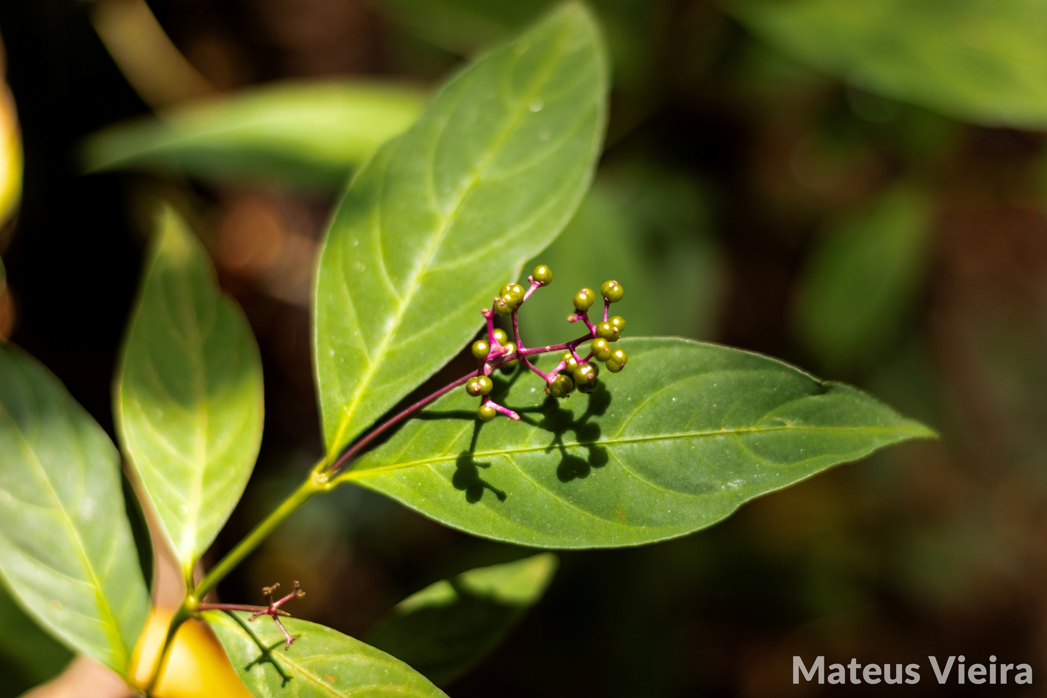 Palicourea deflexa