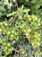 Potentilla norvegica