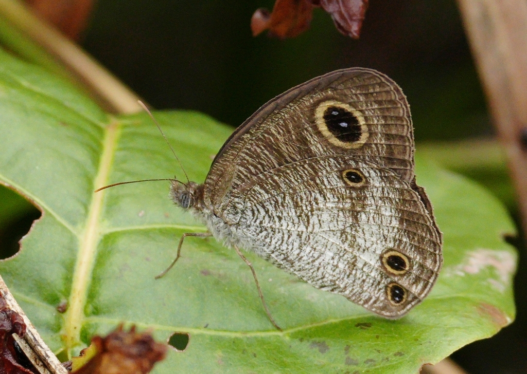 Common Three-ring