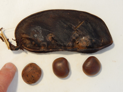 Macropsychanthus wilsonii