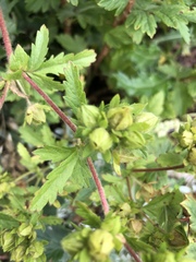 Potentilla norvegica