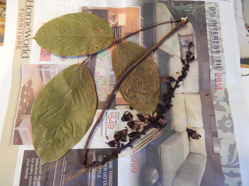 Macropsychanthus wilsonii