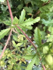 Potentilla norvegica