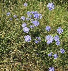 Cichorium intybus