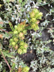 Potentilla norvegica