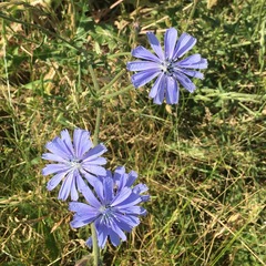 Cichorium intybus