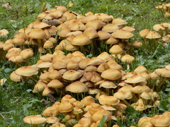 Marasmius oreades