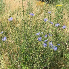 Cichorium intybus