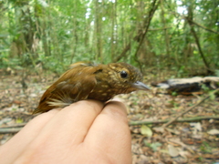 Glyphorynchus spirurus