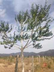 Ailanthus excelsa