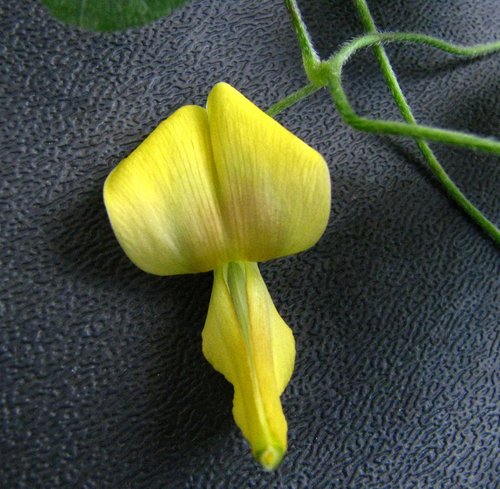 Vigna owahuensis