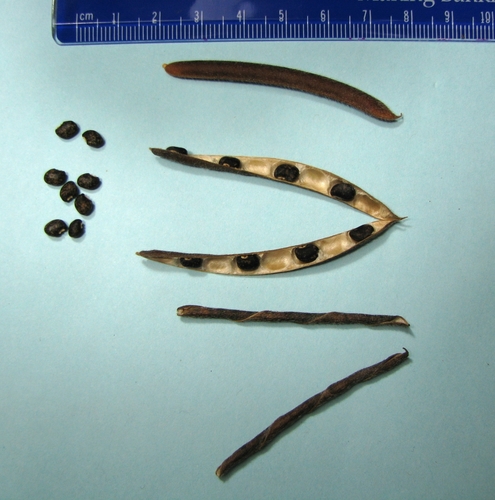 Vigna owahuensis