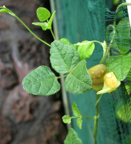 Vigna owahuensis